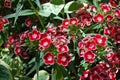 Photography of red Dianthus chinensis also known asÃÂ rainbow pink flowers Royalty Free Stock Photo